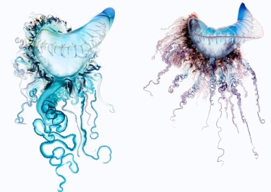 Portuguese Man of War National Geographic