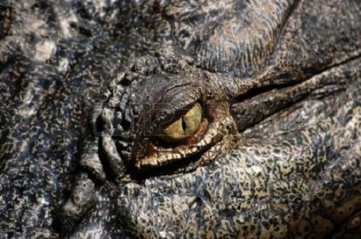 reptilian eyes