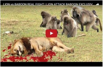 lion-and-baboons